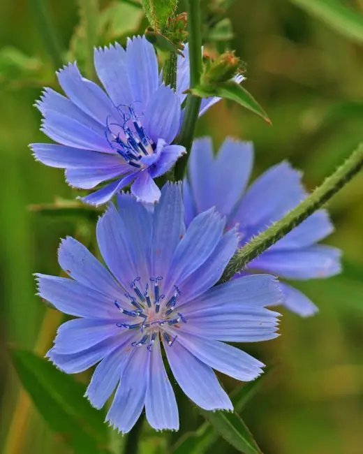 2000 Seeds Chicory (Blue Daisy / Blue Sailors / Coffeeweed / Succory) Fresh Garden
