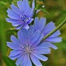 2000 Seeds Chicory (Blue Daisy / Blue Sailors / Coffeeweed / Succory) Fresh Garden