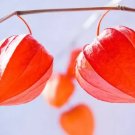 Chinese Lantern Seeds For Planting 75+ Seeds Stunning Lantern Like Blooms Fresh Garden