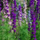 Larkspur Rocket Flower Seeds 100+ Seeds Grow Stunning Larkspur Wildflowers Fresh Garden