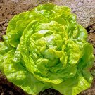Big Boston Lettuce Seeds For Planting 250+ Seeds Rare Vegetable Seeds Fresh Garden