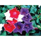 Kikyo Zaki Mix Morning Glory Seeds 30 Seeds For Planting Fresh Garden