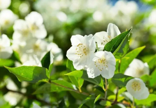 White Jasmine Seeds 25+ Seeds Highly Prized Flowering Shurb Fragrant Blooms Fresh Garden