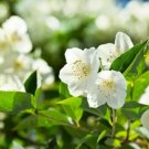 White Jasmine Seeds 25+ Seeds Highly Prized Flowering Shurb Fragrant Blooms Fresh Garden