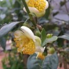 5 Seeds Tea Plant Black & Green Drinking Tea Camellia Sinensis Evergreen Fresh Garden