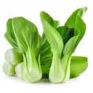 2000 Canton Pak Choi Seeds (Bok Choy / Chinese Cabbage) Fresh Garden
