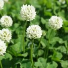 Dutch White Clover Seed 500+ Seeds Great From Food Plot Cover Crop Fresh Garden