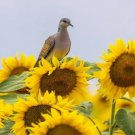 Peredovik Sunflower Seeds For Planting 500 Seeds Attract Doves & Other Birds Fresh Garden