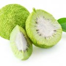 20 Osage Orange Tree Seeds Exotic Fruit Tree Fresh Garden