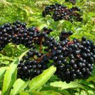 American Elderberry Seeds 50 Seeds To Plant Sambucus Canadensis Non Gmo Fresh Garden