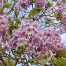 Royal Empress Tree Seeds To Grow 100 Seeds Makes Excellent Bonsai Fresh Garden