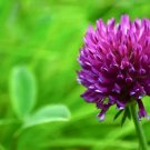 Clover Red (Trifolium Pratense) 200 Seeds Fresh Garden