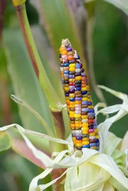 Glass Gem Corn Seeds 25+ Seeds Per Pack Rare Heirloom Variety Fresh Garden