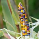 Glass Gem Corn Seeds 25+ Seeds Per Pack Rare Heirloom Variety Fresh Garden