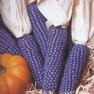 Kathy'S Exotic Blue 25 Seeds To Plant Blue Corn Is The Most Rare Grow Blue Fresh Garden