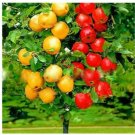 Apple Tree Seed To Bonsai 20 Seeds Grow Exotic Indoor Fruit Bonsai Fresh Garden