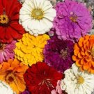 500 Seeds Mixed Colors California Giant Zinnia Elegans Flower Fresh Garden