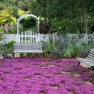 250+ Breckland Creeping Thyme Seeds Seeds Amazing Ground Cover Fresh Garden