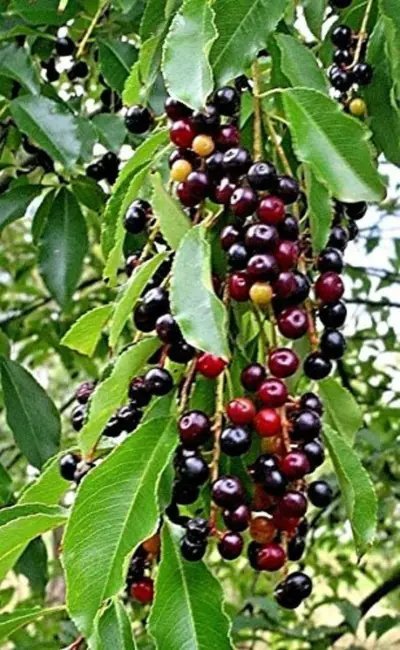 Black Cherry Tree Seeds 10 Seeds Grow A Fruit Bearing Tree Fresh Garden