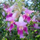 Desert Willow Tree 30 Seeds For Planting Beautiful Flowering Willow Tree Fresh Garden
