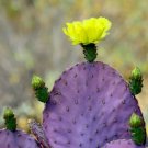 Purple Prickly Pear Cactus Seeds 50+ Seeds Usa Fresh Garden