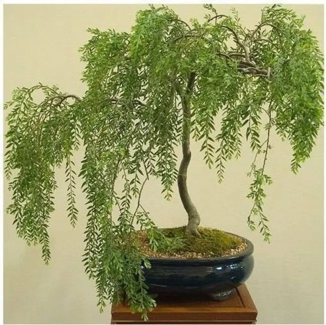 Bonsai Tree Australian Willow Tree Cutting Nice Thick Trunk Fresh Garden