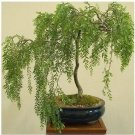 Bonsai Tree Australian Willow Tree Cutting Nice Thick Trunk Fresh Garden