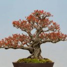 Twisted Pomegranate Bonsai Tree Seeds 20 Seeds To Grow Highly Prized Edible Fresh Garden Twisted Pomegranate Bonsai Tree Seeds 20 Seeds To Grow Highly Prized Edible Fresh Garden