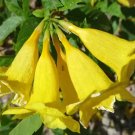 Yellow Trumpetbush Seeds 20+ Seeds To Grow Rare And Exotic Trumpet Bush Seed Fresh Garden