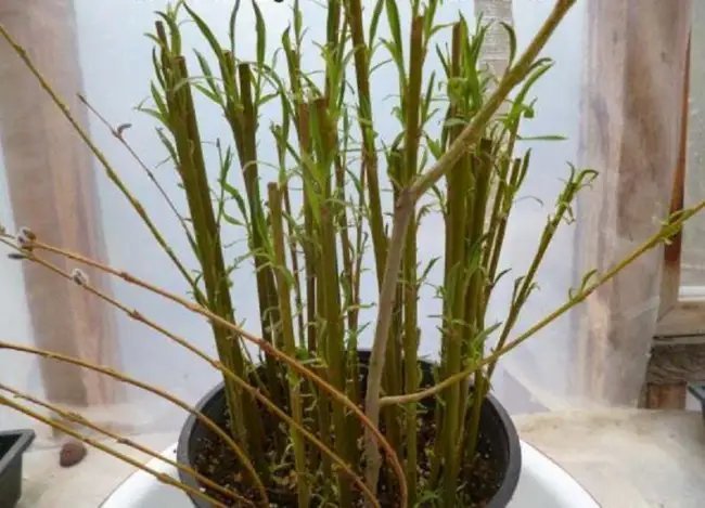 20+ Thin Weeping Willow Cuttings Pencil Size Or Smaller Fresh Garden