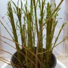 20+ Thin Weeping Willow Cuttings Pencil Size Or Smaller Fresh Garden