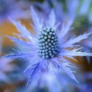 25 Blue Star Seeds To Plant Grow Sea Holly Eryngium Flower Seeds Fresh Garden