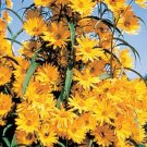 Giant Maximillian Sunflower Seeds Perennial Sunflower 500+ Seeds Fresh Garden
