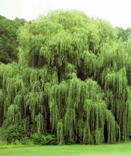 4 Weeping Willow Tree Cuttings Beautiful Arching Canopy Fresh Garden