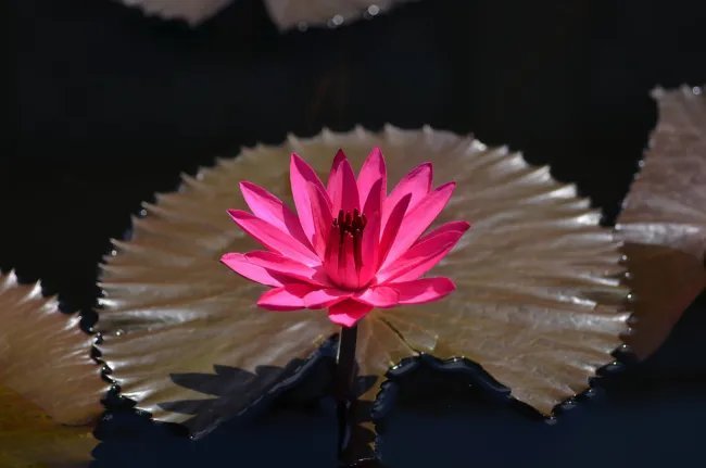 Nymphaea Red Flare Red Night Blooming Tropical Water Lily Seeds Fresh Garden