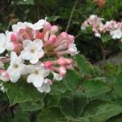 Viburnum Carlesii Koreanspice Fragrant Blooms Seeds Fresh Garden