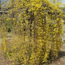 Forsythia Suspensa Weeping Forsythia Yellow Flowers Seeds Fresh Garden
