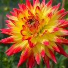 Dahlia Dinnerplate Cactus Type Mixed Hybrids Seeds Fresh Garden