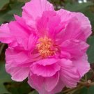 Hibiscus Mutabilis Confederate Rose Hibiscus Seeds Fresh Garden