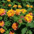 Lantana Camara Miss Huff Hardy Lantana Seeds Fresh Garden