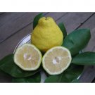 Citrus Sulcata Sambokan Lemon Sweetest Lemon Tree Seeds Fresh Garden
