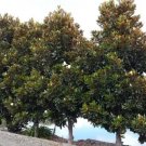 Magnolia Grandiflora Little Gem Southern Magnolia Seeds Fresh Garden