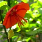 Pentapetes Phoenicea Scarlet Mallow Seeds Fresh Garden