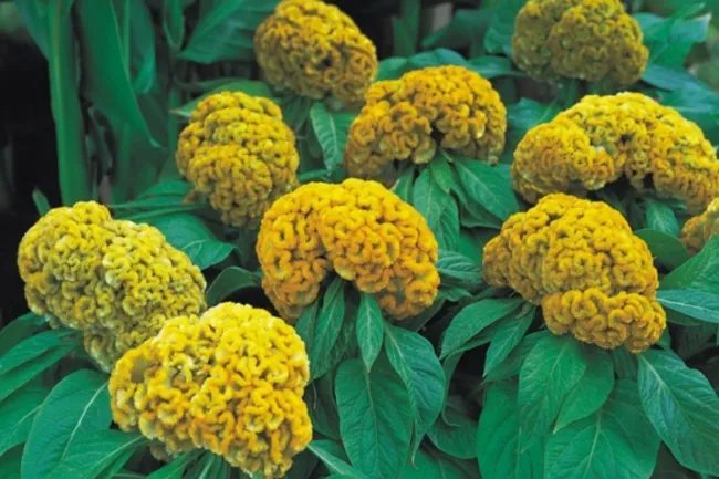 Celosia Argentea Cristata Yellow Cockscomb Seeds Fresh Garden