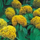 Celosia Argentea Cristata Yellow Cockscomb Seeds Fresh Garden