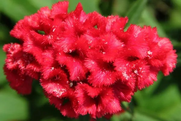Celosia Argentea Cristata Red Cockscomb Seeds Fresh Garden
