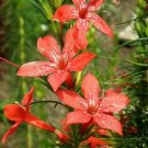 Ipomopsis Rubra Standing Cypress Red Flowers Seeds Fresh Garden