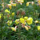 Oenothera Biennis Evening Primrose Classic Flower Seeds Fresh Garden