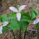 Trillium Ovatum Western White Trillium Seeds Fresh Garden