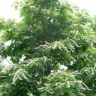 Clethra Barbinervis Japanese Clthra Shrub Seeds Fresh Garden